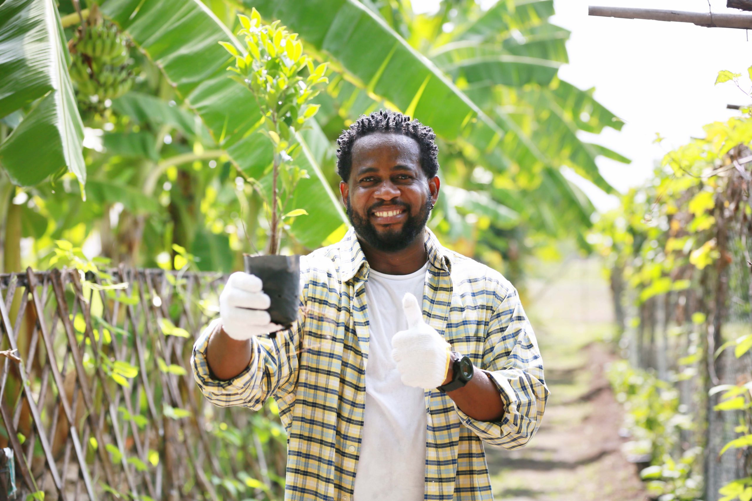 Utilizing Solar Energy to Revolutionize Nigeria's Agricultural Industry- Solar Farms